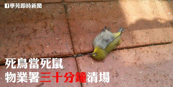 死鳥當死鼠　物業署三十分鐘清場